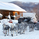 Illustration for article titled Badass 25-Year-Old Becomes Youngest Iditarod Winner Ever